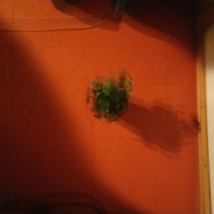 Meet your Posher, Bernadette